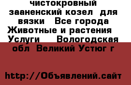 чистокровный зааненский козел  для вязки - Все города Животные и растения » Услуги   . Вологодская обл.,Великий Устюг г.